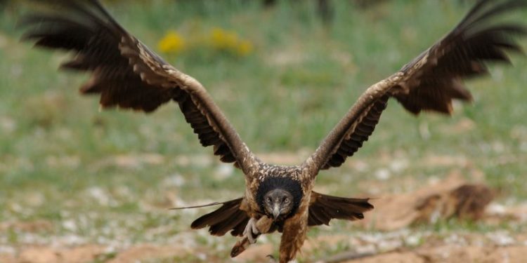 Cách săn mồi của chim đại bàng - Loài chim săn mồi mạnh mẽ