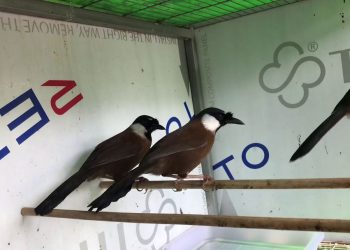 Đặc điểm, tập tính sinh sống, tính cách