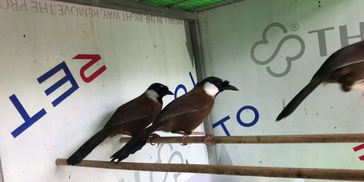 Đặc điểm, tập tính sinh sống, tính cách