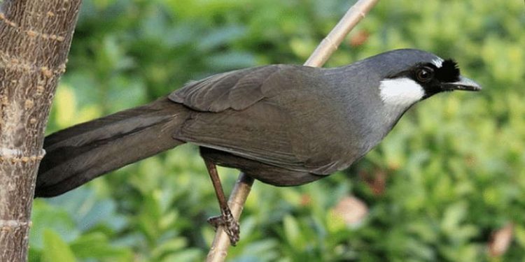 Chim khướu đầu bạc - Khám phá về loài chim cảnh độc đáo