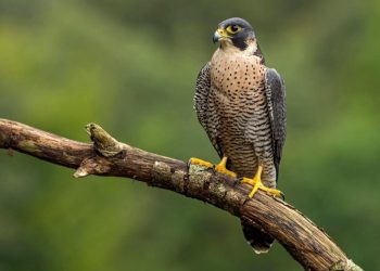 Chim ưng Peregrine: Loài chim có tốc độ săn môi nhanh