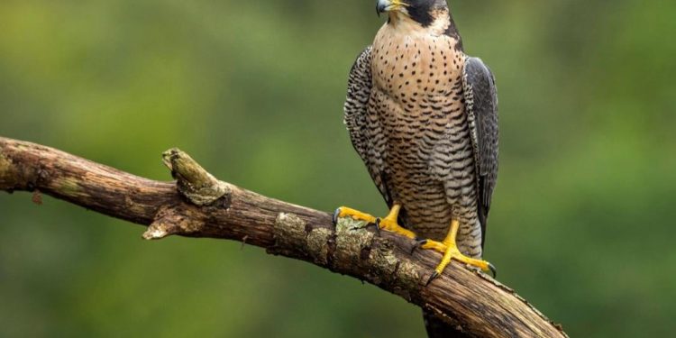 Chim ưng Peregrine: Loài chim có tốc độ săn môi nhanh