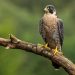 Chim ưng Peregrine: Loài chim có tốc độ săn môi nhanh