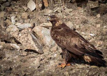 Đặc điểm của chim đại bàng - Nguồn gốc, sự phân bố về loài