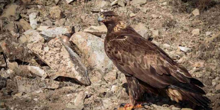 Đặc điểm của chim đại bàng - Nguồn gốc, sự phân bố về loài