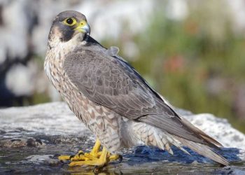 Đặc điểm của chim ưng - Ngoại hình, nguồn gốc, phân bố