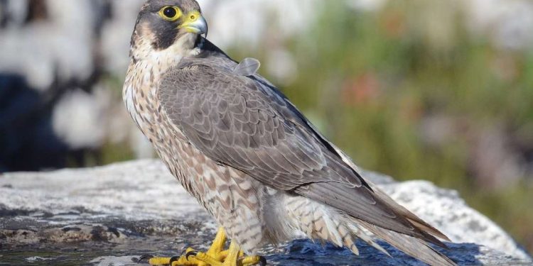 Đặc điểm của chim ưng - Ngoại hình, nguồn gốc, phân bố