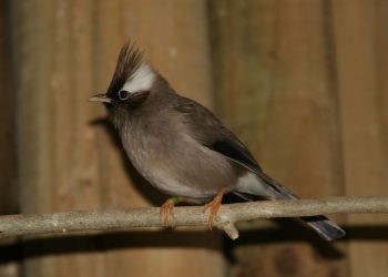 Nguồn gốc của chim Khướu - Đặc điểm, phân loại và tập tính