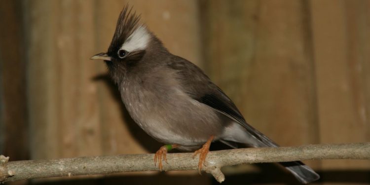 Nguồn gốc của chim Khướu - Đặc điểm, phân loại và tập tính