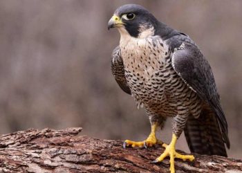 Nuôi chim ưng như thế nào? Cách chăm sóc chim chuẩn nhất?