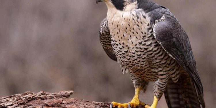 Nuôi chim ưng như thế nào? Cách chăm sóc chim chuẩn nhất?