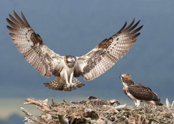 Thức ăn cho chim đại bàng - Kinh nghiệm khi nuôi chim