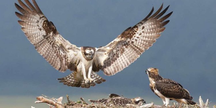 Thức ăn cho chim đại bàng - Kinh nghiệm khi nuôi chim