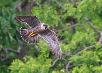 Hướng dẫn cách bạn chọn lựa phù hợp