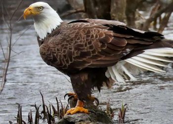 Ý nghĩa của chim đại bàng - Biểu tượng của sự mạnh mẽ