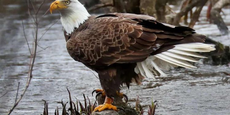 Ý nghĩa của chim đại bàng - Biểu tượng của sự mạnh mẽ